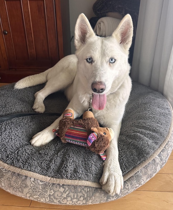 Adoptable Pet of the Week: Alaska