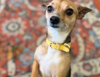 Adoptable Pet of the Week: Waffles