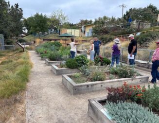 Paso Robles Recreation Services volunteers host root vegetable workshop