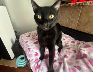 Adoptable Pet of the Week: Dot