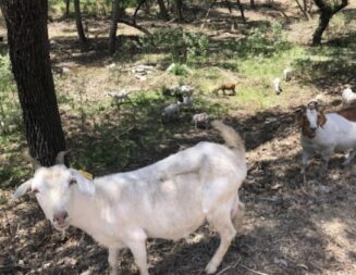 City of Paso Robles receives approval for watershed maintenance program