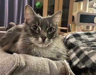 Adoptable Pet of the Week: Archie