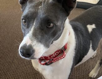 Adoptable Pet of the Week: Maggie