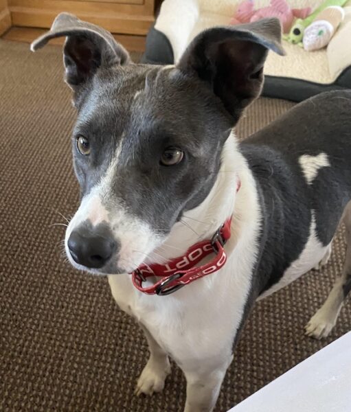 Maggie