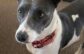 Adoptable Pet of the Week: Maggie