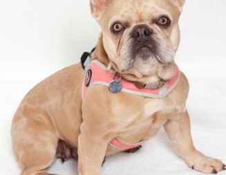 Adoptable Pet of the Week: Soufflé