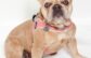 Adoptable Pet of the Week: Soufflé