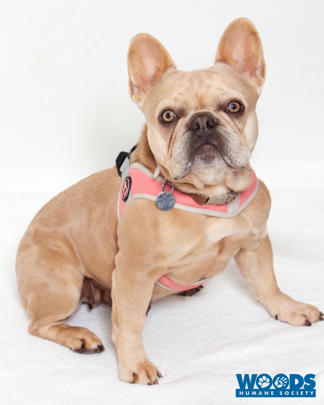 Adoptable Pet of the Week: Soufflé