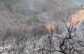 Vehicle fire sparks 5-acre Rock Fire west of Paso Robles