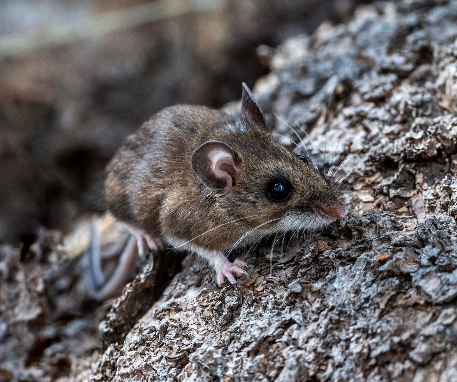 California monitors four exposed to Andes hantavirus
