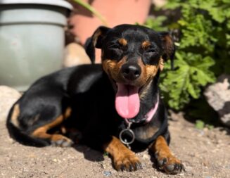 Adoptable Pet of the Week: Tootsie