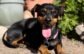 Adoptable Pet of the Week: Tootsie