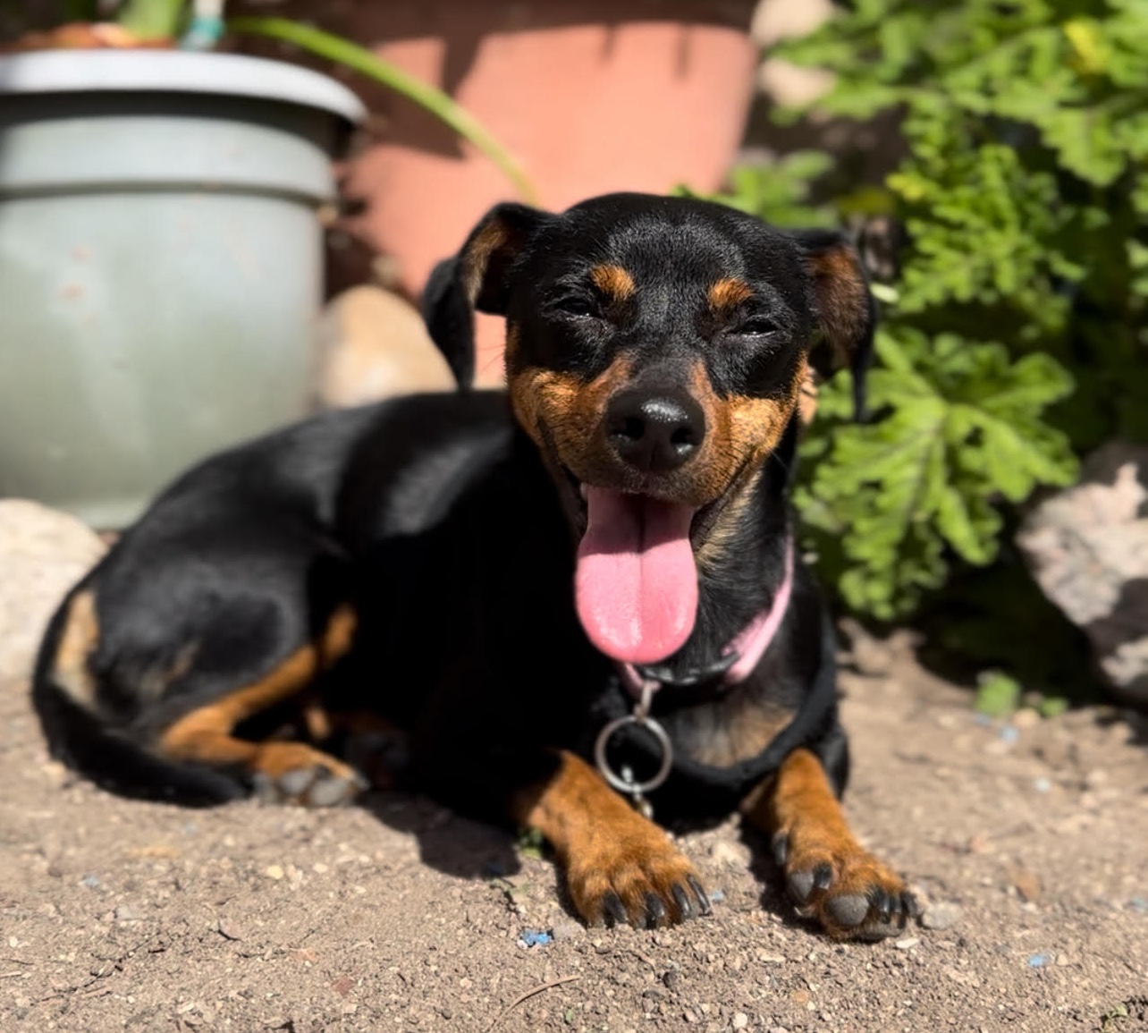 Adoptable Pet of the Week: Tootsie