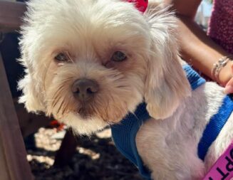 Adoptable Pet of the Week: Gladys