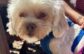Adoptable Pet of the Week: Gladys