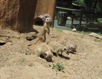 Central Coast Zoo welcomes three new meerkats