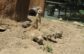 Central Coast Zoo welcomes three new meerkats