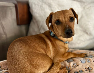 Adoptable Pet of the Week: Dewey
