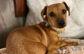 Adoptable Pet of the Week: Dewey