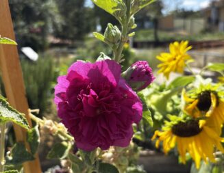 Free garden workshop returns to Uptown Family Park Community Garden this Saturday