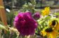 Free garden workshop returns to Uptown Family Park Community Garden this Saturday