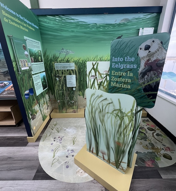 New eelgrass exhibit opens at Morro Bay nature center - Paso Robles Daily News
