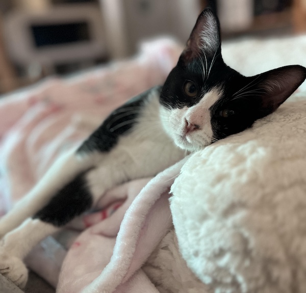 Adoptable Pet of the Week: Pop Rocks - Paso Robles Daily News